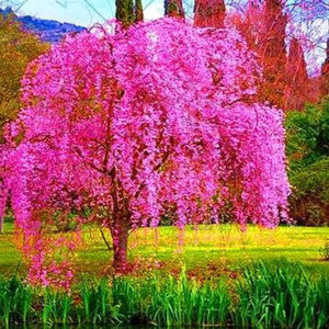 Meet your Posher, Violet